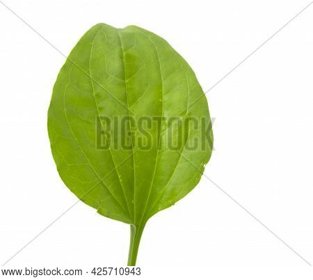 Plantain Leaf, Medicinal Plant Isolated On White Background