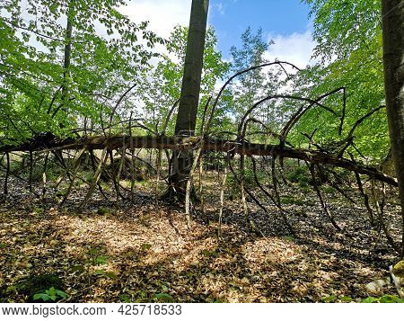 Fallen And Dried Tree Trunk On Ground Of Forest