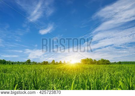 Sugarcane Farming At Sunset Sugarcane Is A Grass In The Poaceae Family, Sweet And Rural Sugarcane Fo