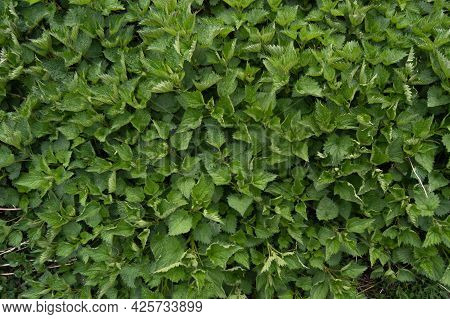 Background Of Green Nettle Plants, Top View, Background, Nettle, Green, Plants