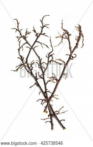 Plant Branches Without Leaves Isolated On White Background