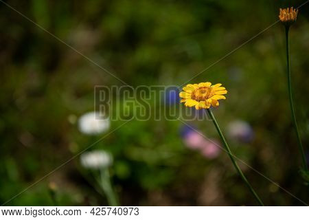 Beautiful Yellow Summer Flower With Green Blurred Background