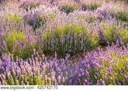 Avender Bushes On The Field At Sunrise. Wonderful Background. Purple Flowers.