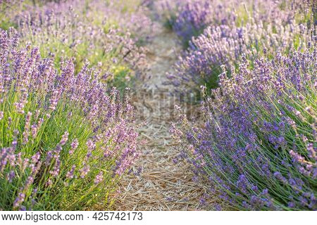 Avender Bushes On The Field At Sunrise. Wonderful Background. Purple Flowers.