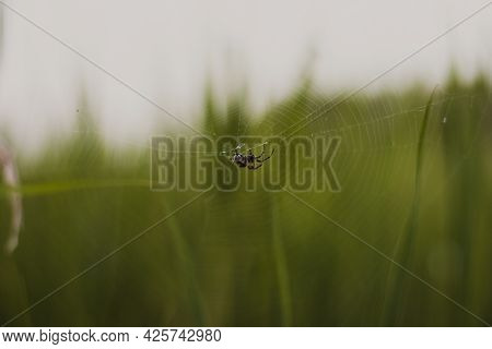 Close-up Of Spider Weaving Web In Forest. Spider Web In Sunny Forest. Spider Web In The Forest On A 
