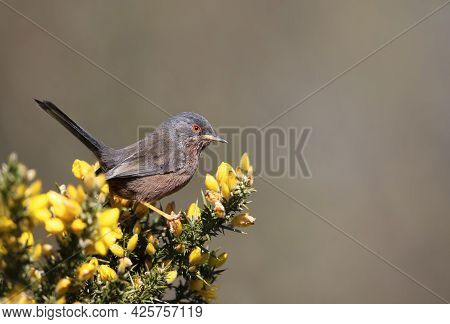 Close Up Of A Perching Dartford Warbler, Uk.