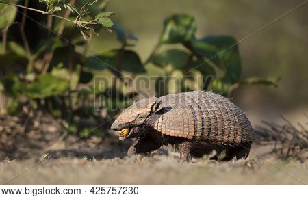 Close Up Of A Six-banded Armadillo (euphractus Sexcinctus) Eating Macauba Palm Fruit, South Pantanal