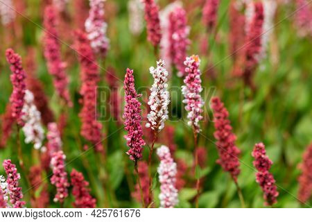 Flowering Knotweed Persicaria Amplexicaulis Firetail In The Morning Light.