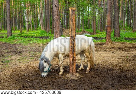 Farm Animals In A Private Contact Zoo Husky Land In Kemerovo, Russia