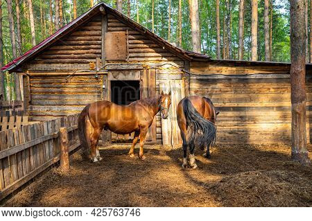 Farm Animals In A Private Contact Zoo Husky Land In Kemerovo, Russia