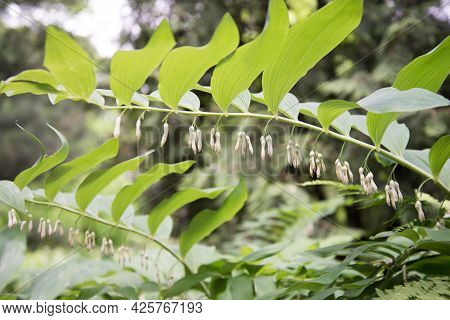 Polygonatum Hirtum, Flowering Plant. A Plant With White Hanging Flowers. Background, Texture
