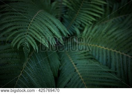 Beautiful Background Of Ferns Leaves. Green Fern Tree Growing In Summer. Midsummer Day Background