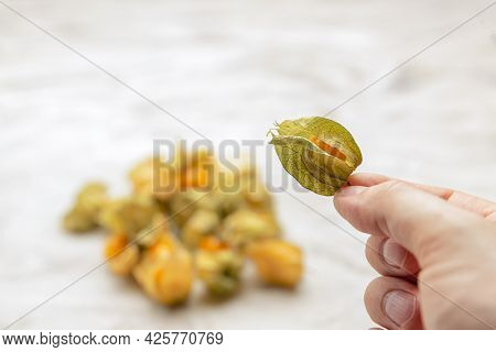 Physalis In Hand. The Hand Takes The Sweet Yellow Physalis Berries, The Ripe Physalis Fruits Lie On 