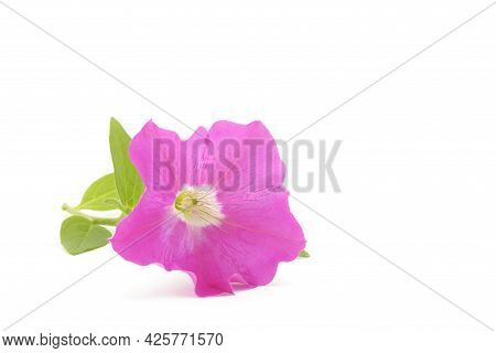 Pink Garden Petunia, Petunia Atkinsiana, Photographed Against A White Background.