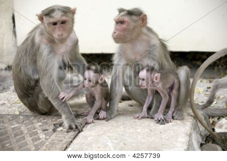 Abe Macaca familie i indiske by