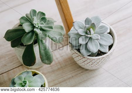 Several Indoor Plants In White, Gray And Yellow Pot.