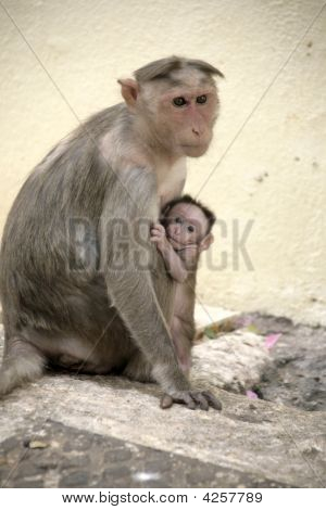 Abe Macaca familie i indiske by