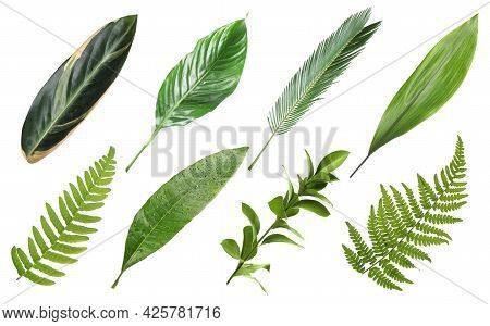 Set With Beautiful Fern And Other Tropical Leaves On White Background