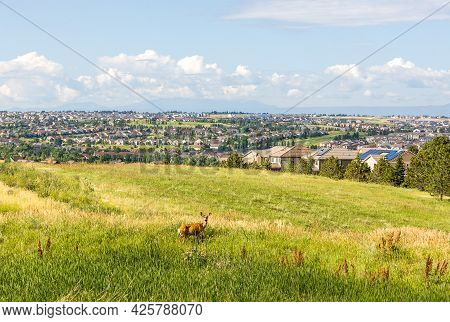 Colorado Living. Centennial, Colorado - Denver Metro Area Residential Panorama With  A Deer On The S