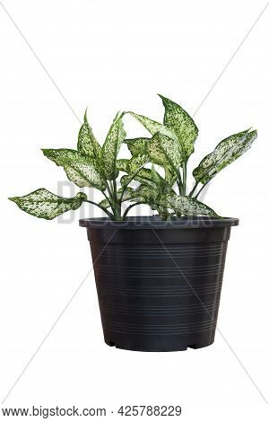 Fresh Dieffenbachia Or Dumb Cane Growing In Black Plastic Pot Isolated On White Background Included 