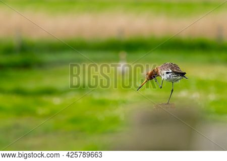 There Is A Black-tailed Godwit In The Meadow On A Fence Post