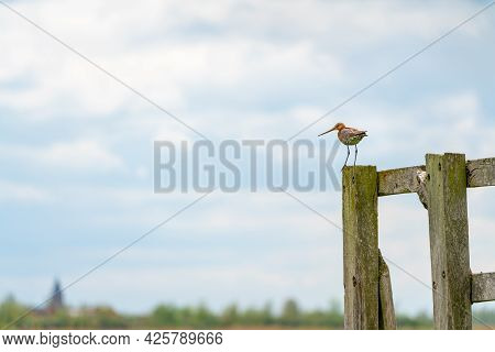 There Is A Black-tailed Godwit In The Meadow On A Fence Post