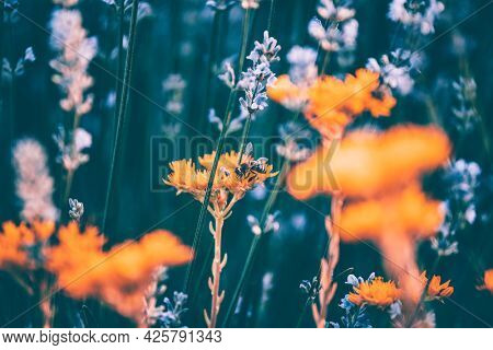 Summer florar background with lavender