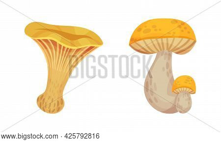 Mushroom With Cap As Forest Botany Element Vector Set