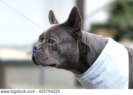 Healthy Brachycephalic Black French Bulldog Dog With Long Nose
