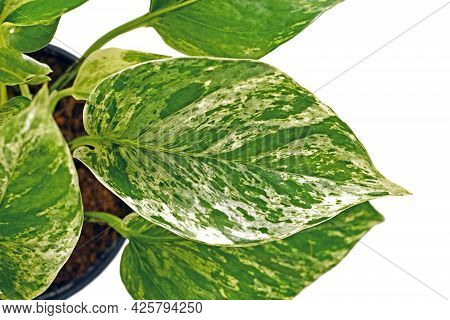 Close Up Of Tropical Houseplant With Botanic Name  'epipremnum Aureum Marble Queen'  Leaf With White
