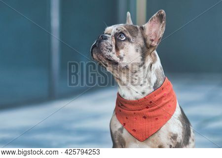 Merle Colored French Bulldog Dog Wearing Red Neckerchief With Copy Space