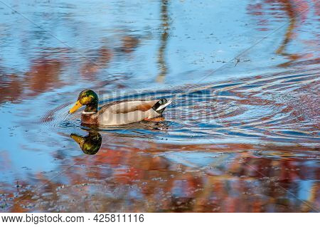 Closeup Of A Magnificent Male Mallard Duck Swimming In A Chesapeake Bay Pond With Reflections Of Viv