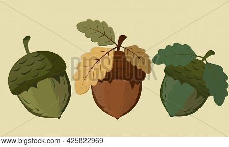 Acorn Vector, Acorn Colored Icons Isolated On Yellow Background