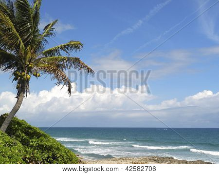 Palm Tree on a Beach