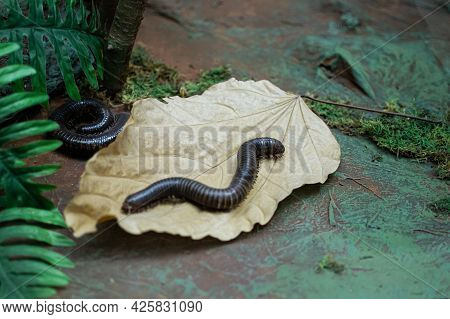 A Myriapoda, Millipede Crawling On A Leaf, Exotic Pet Insect