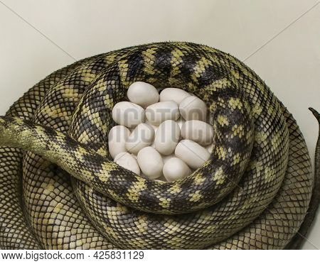 Carpet Python Eggs, Python Nest, Morelia Spilota