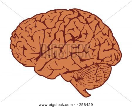 Cerveau humain