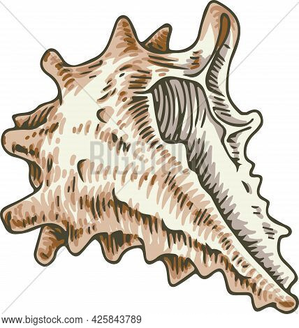Beige Murex Seashell. Isolated On White Background. Vector Illustration
