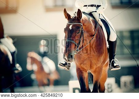 Equestrian Sport. Portrait Sports Stallion In The Double Bridle.the Legs Of The Rider In The Stirrup