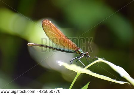 Copper Winged Damselfliy Called Calopterygidae In Scientific Context