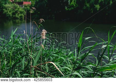 Kovyl On The Lake. Green Tall Grass Against A Water. Beautiful Landscape In Summer. Scenic View Of L