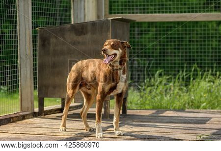 Happy Red Dog Is Standing In Its Outdoor Enclosure.