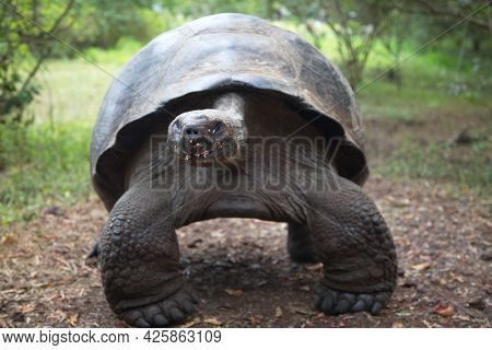Head On Closeup Of Galapagos Tortoise (chelonoidis ) Walking Towards Camera Galapagos Islands, Ecuad