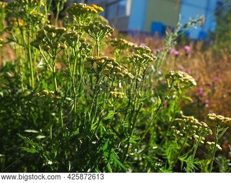 Tansy, Tanacetum, A Genus Of Perennial Herbaceous Plants And Shrubs Of The Asteraceae Family. Severa