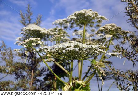 Poisonous Sosnovsky Hogweed Heracleum Sosnowskyi , Bottom View. Botany.