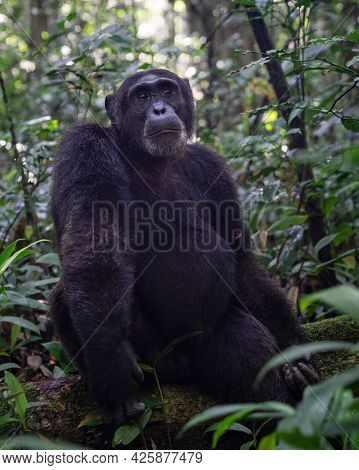 Close Up Image Of Chimpanzee Within The Forest Of The Kibale National Park, Uganda, Africa