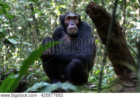 Close Up Image Of Chimpanzee Within The Forest Of The Kibale National Park, Uganda, Africa