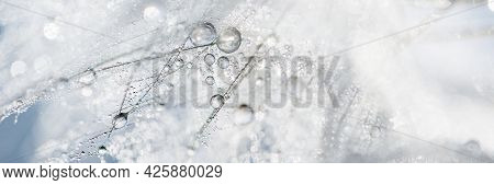 Macro Nature. Beautiful Dew Drops On Dandelion Seed Macro. Beautiful Soft Background. Water Drops On