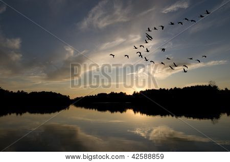 Gansos canadienses al atardecer