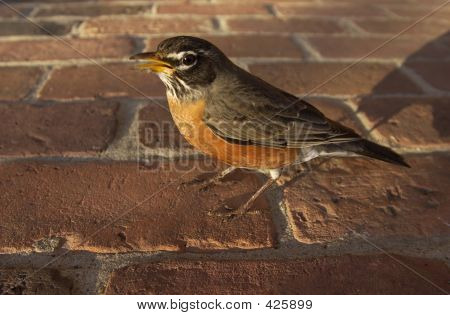 Robin2